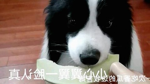 上海第二中学化学老师张越出轨16岁男学生事件全解析